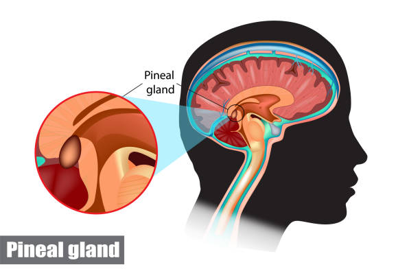 Diagram of pituitary and pineal glands in the human brain The pineal gland, conarium, or epiphysis cerebri. Diagram of pituitary and pineal glands in the human brain thalamus illustrations stock illustrations