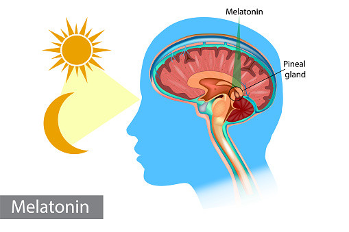Melatonin hormone. Pineal gland anatomical cross section. Medical information poster.