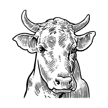 Cows head. Hand drawn in a graphic style. Vintage vector engraving illustration for info graphic, poster, web. Isolated on white background