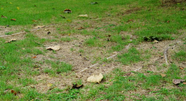 Close-up green grass and dry grass in Lawn is bad condition and need maintaining