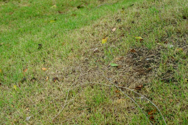 istock Fresh green grass and brown dry grass 1254256437