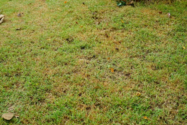 istock Fresh green grass and brown dry grass 1254256457