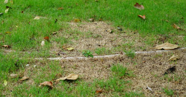 istock Fresh green grass and brown dry grass 1254256460