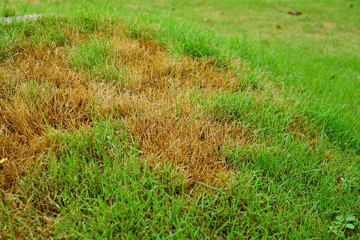 Close-up green grass and brown dry grass in Lawn is bad condition and need maintaining
