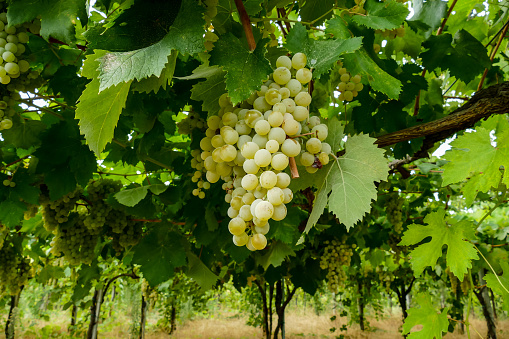 Bunches of wine grapes hanging on the plant