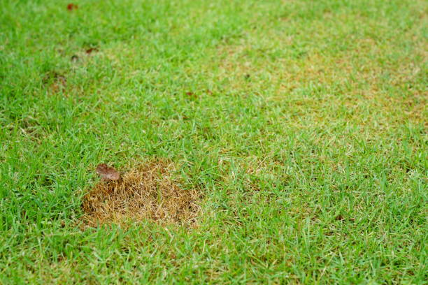 緑の草と乾燥した草の背景 - lawn mottled grass dead plant ストックフォトと画像