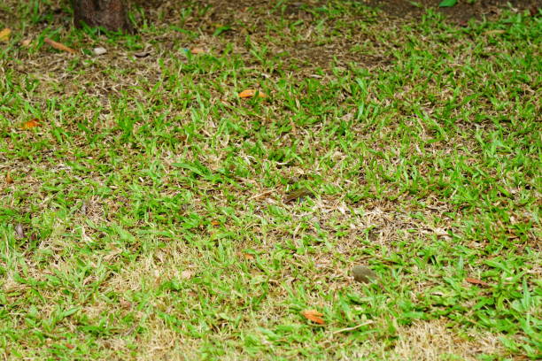 Close-up green grass and dry grass in Lawn.