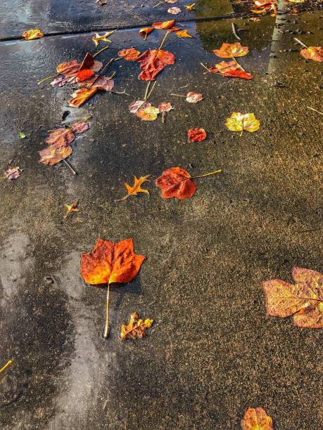 istock Autumn Leaves on Sidewalk 1254257347