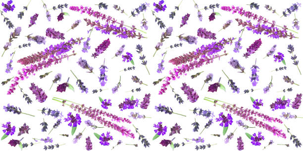 Floral abstract background of lavender and sage flowers and herbs. stock photo