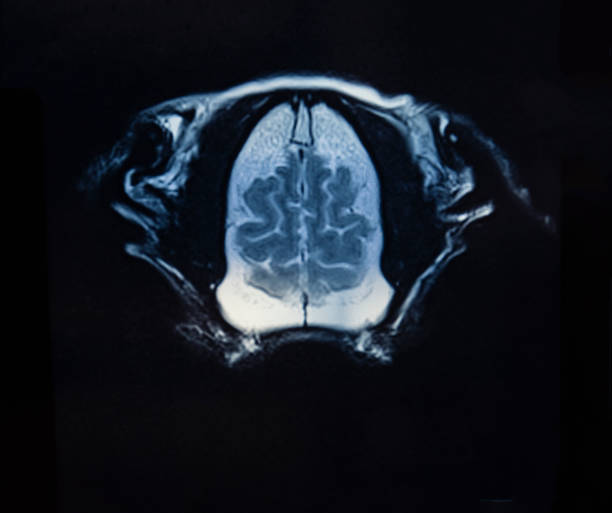 ressonância magnética do crânio do cão - neuroscience mri scan brain brain surgery - fotografias e filmes do acervo