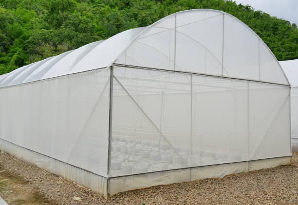 istock Vegetable growing house with Plastic loof 1254260090