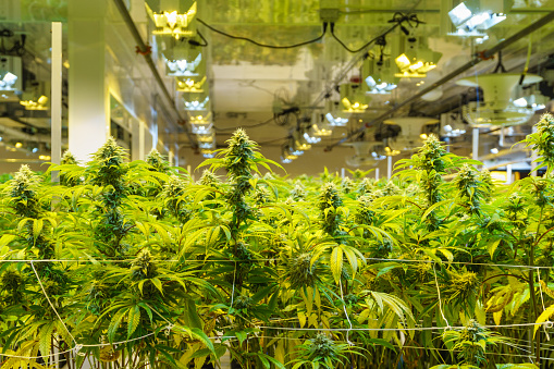 Indoor Marijuana Grow Operation - Marijuana plants with large colas of the icky sticky green.