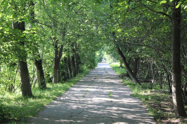 istock pedestrian path in the Park along trees with green foliage in summer 1254261573