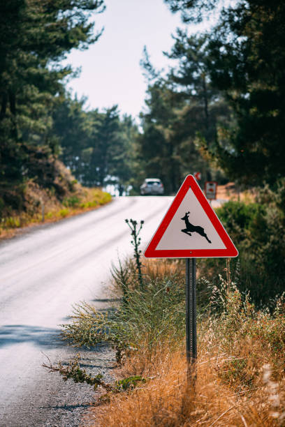 istock Deer Warning Sign on the Forrest Road 1254261974