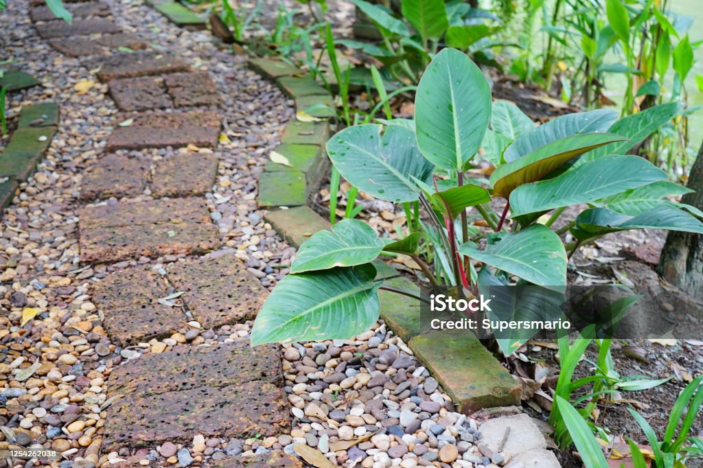 Green Philodendron Rojo Congo in graden Green leaves of philodendron tropical foliage plant bush in nature garden. Beauty Stock Photo