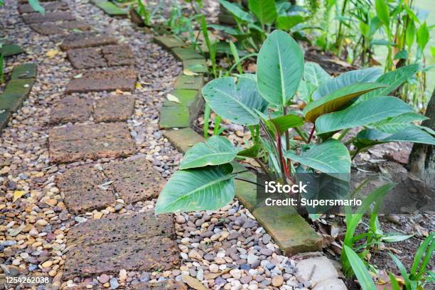 Green Philodendron Rojo Congo In Graden Stock Photo - Download Image Now - Beauty, Botany, Branch - Plant Part