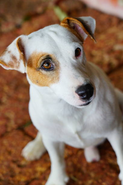 istock White and brown dog pets 1254262850