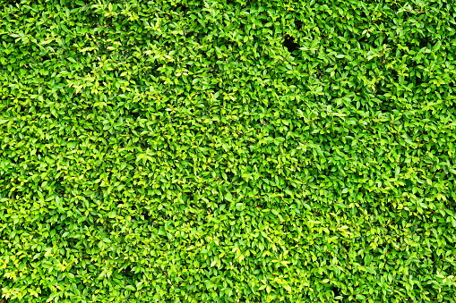 Abstract green ivy leaves nature background texture