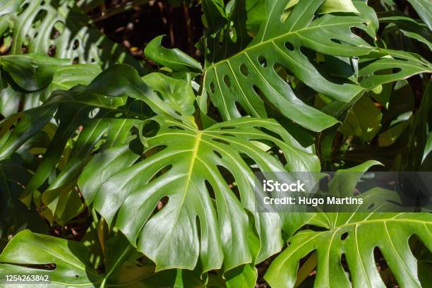 Delicious Monstera Stock Photo - Download Image Now - Cheese Plant, Monstera, Plant