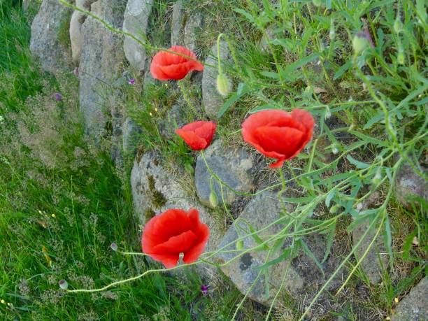 istock Poppies and Stones 1254264011