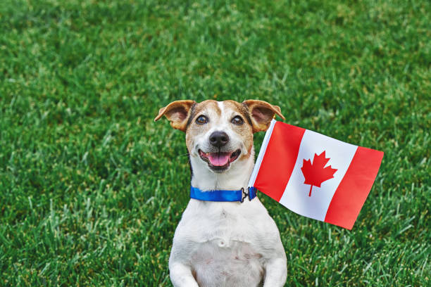 canada day dog