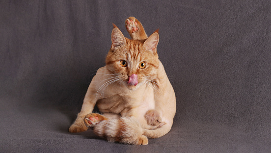 Young castrated and fashionably trimmed ginger cat licking a wound, gray background