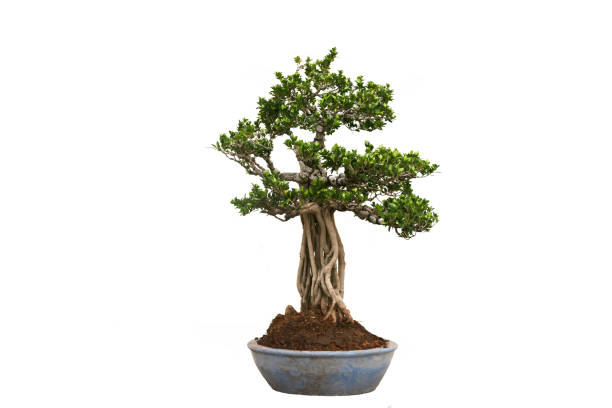 istock A small bonsai tree in a ceramic pot on the white background with clipping path. 1254268294