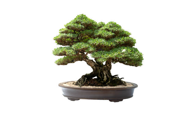 Olive tree bonsai in the library