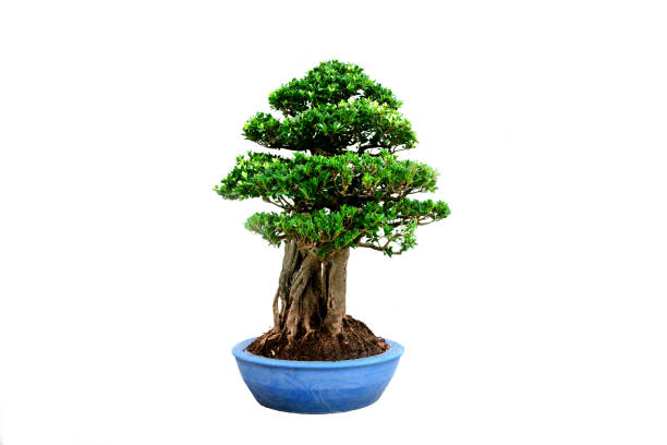 Bonsai pine tree. Isolated on white background