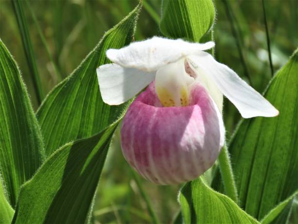 istock Showy Lady's Slipper (Cypripedium reginae) closeup 1254268539