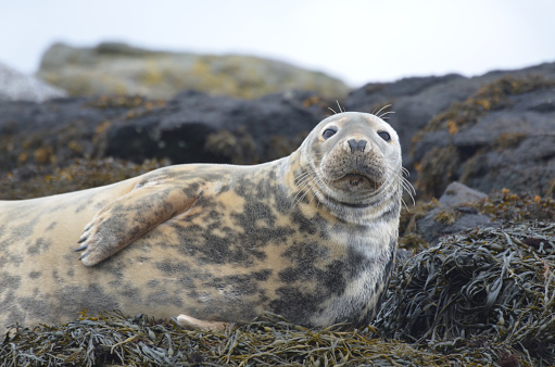 Horsehead seal resting on a bed of seaweed.