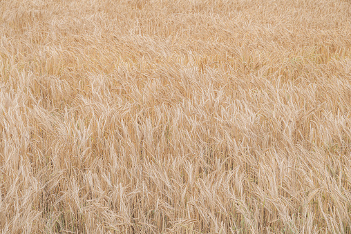 Close up of field of wheat