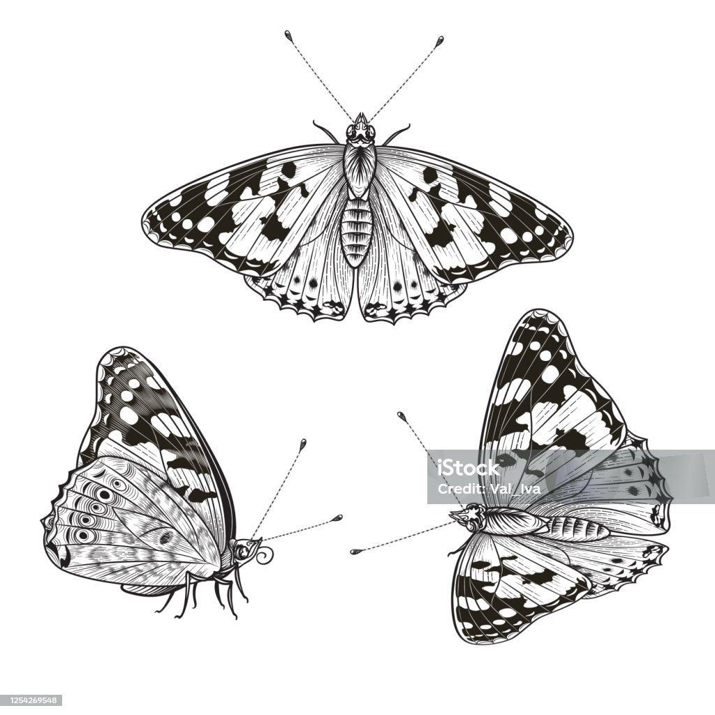 Hand Drawn Butterfly Set Isolated On White Stock Illustration - Download  Image Now - Butterfly - Insect, Side View, Engraved Image - iStock