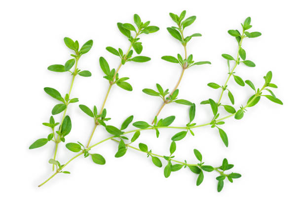 istock Fresh thyme spice isolated on white background, Top view. Flat lay. 1254270766