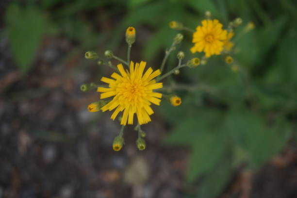 A closeup of a wild yellow flower with a blurred background of another flower, buds, and green leaves stock photo