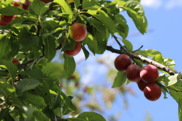 istock Plum fruit( Prunus domestica )on plum tree in the garden 1254271456