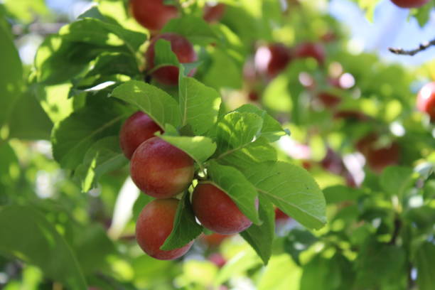 istock Plum fruit( Prunus domestica )on plum tree in the garden 1254271481