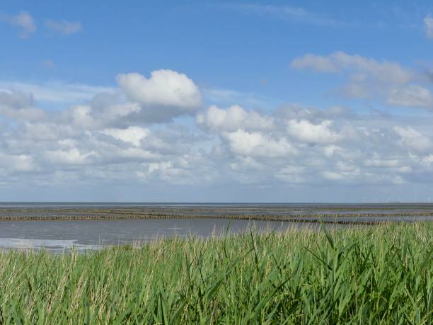 istock Wadden Sea View III 1254271751