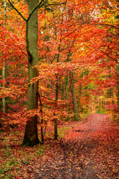 istock Stunning leafy forest in the autumn, Poland 1254272364