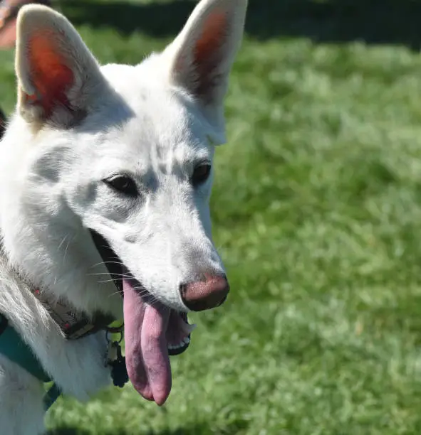 Very attractive white German shepherd dog with a pink tongue.