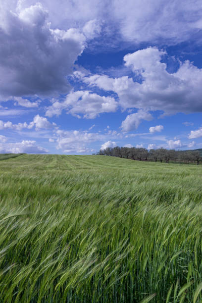 istock Springtime.Between Apulia and Basilicata: hilly landscape with green cornfields.ITALY. 1254272385