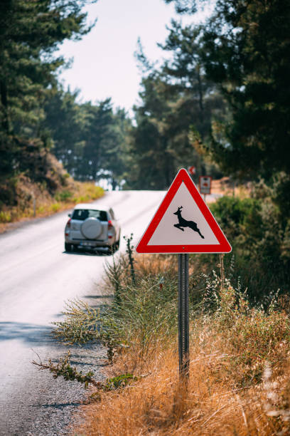 istock Deer Warning Sign on the Forrest Road 1254272883