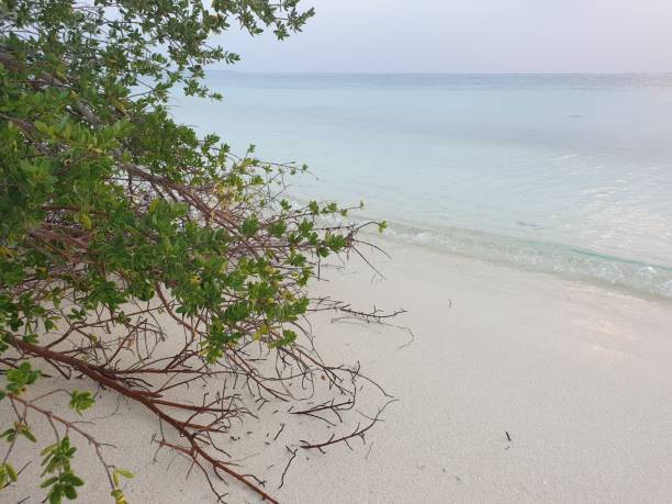 istock Soil erosion of Maldives 1254272986