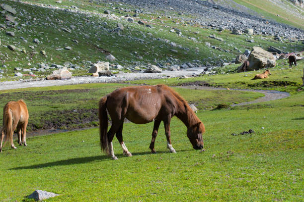 istock Wild horse grazing in the plains 1254273107