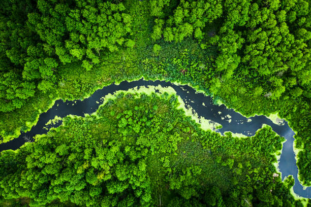 istock Beautiful blooming algae on the river in spring, aerial view 1254273645