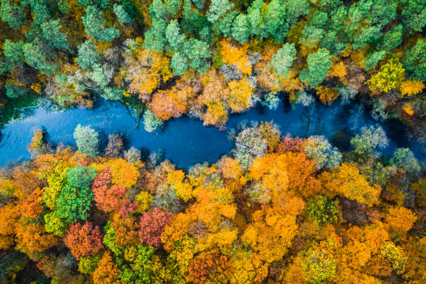 istock Yellow forest in autumn and blue river, view from above 1254273735