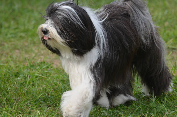 istock Shaggy Old English Sheepdog 1254273846