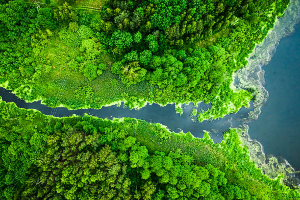 istock Beautiful green algae on the lake in spring, aerial view 1254273883