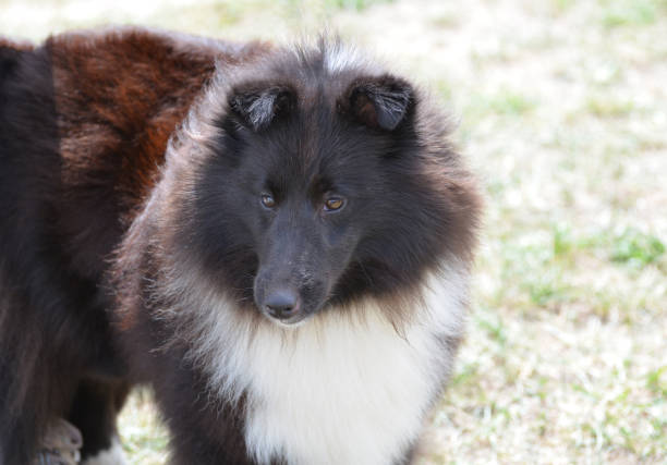 Really cute black and white sheltie herd dog.