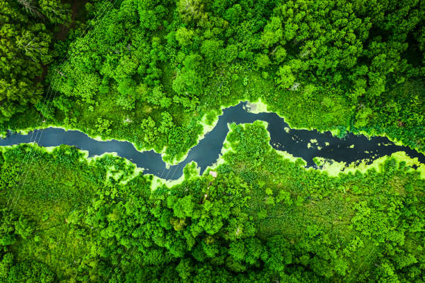 istock Stunning green forest and the river in spring, flying above 1254273913